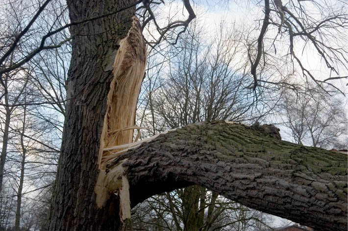 Grote boom waarvan een aanzienlijk deel van de stam is gebroken en naar beneden hangt.
