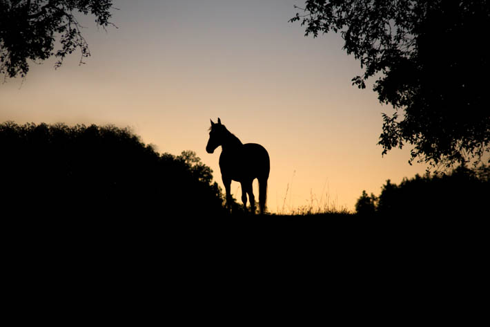 Silhouet van een paard dat op een heuvel staat tijdens zonsondergang of zonsopgang.